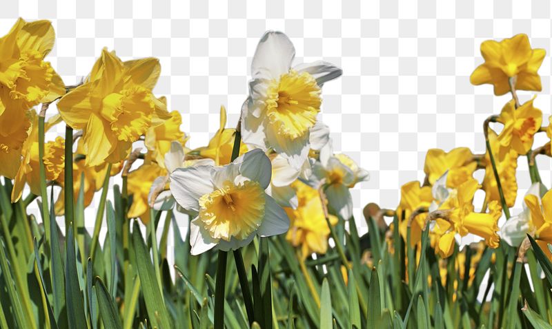 Daffodil png border sticker, nature | Free PNG - rawpixel