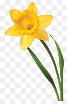 Daffodil PNG - Daffodil Border, Daffodil Bouquet, Daffodil Flower ...
