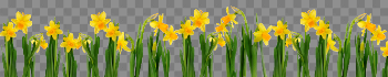 Daffodil PNG Download Image