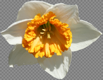 Daffodil PNG Image