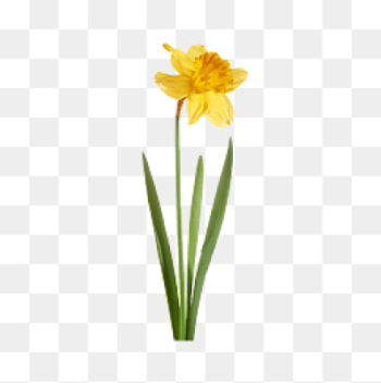 Daffodil PNG Images - DLPNG.com