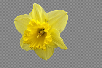 Daffodil PNG Pic