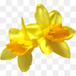 Daffodil Png, Vector, PSD, and Clipart With Transparent Background ...