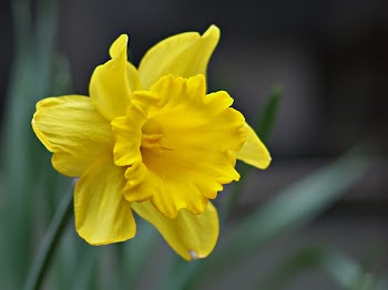 daffodil_ps.jpg