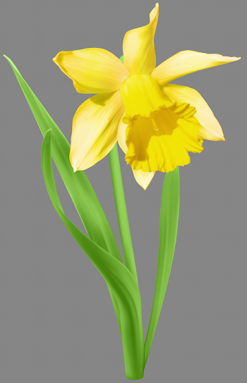 Daffodil Transparent PNG Clip Art Image | Gallery Yopriceville ...