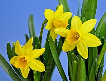 Daffodils.jpg