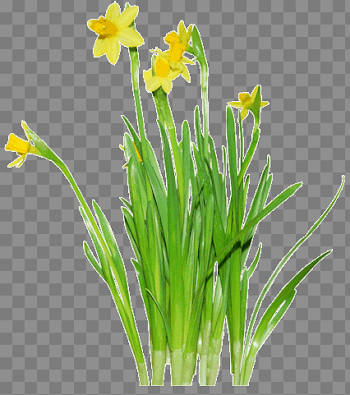 Daffodils Png Clipart