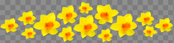 Daffodils Png Image