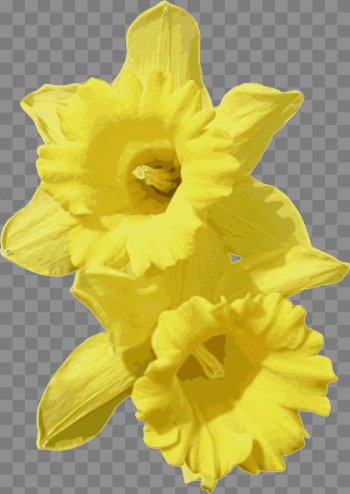 Daffodils Transparent