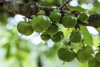 Dagwey fruit growing on a tree. | Free Photo - rawpixel
