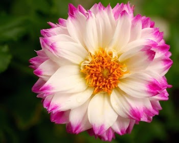 Dahlia 2.JPG