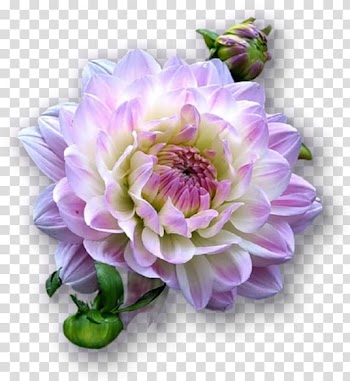 Dahlia Animaatio Cut flowers, flower transparent background PNG clipart