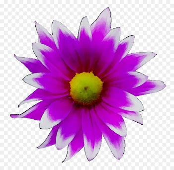 Dahlia, Annual Plant, Herbaceous Plant, Petal, Flower PNG