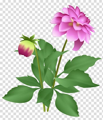 Dahlia Autumn Petal Peony Flower, autumn transparent background PNG clipart