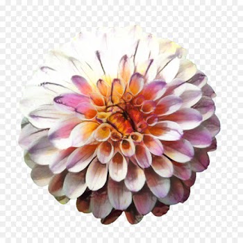 Dahlia, Bonsai, Flower, Petal PNG