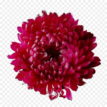 Dahlia Chrysanthemum Cut flowers Magenta -  