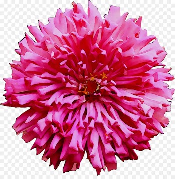 Dahlia Cut flowers Chrysanthemum Pink M Carnation -  