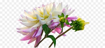 Dahlia Cut flowers Clip art Portable Network Graphics - flower 