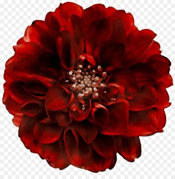 Dahlia Cut flowers Floristry Petal -  