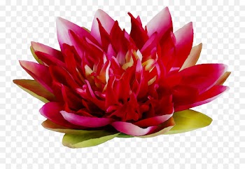 Dahlia Floristry Cut flowers Petal Peony -  