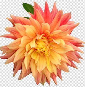 Dahlia Flower , dahlia transparent background PNG clipart