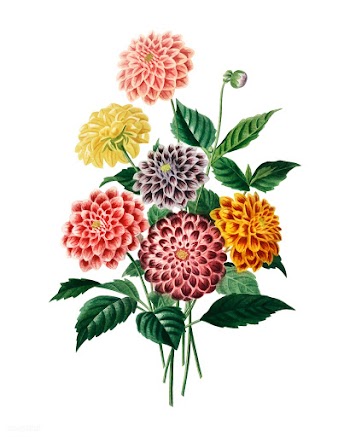 Dahlia illustrated by Charles Dessalines D.. | Free stock vector - 467474