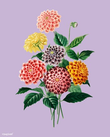 Dahlia illustrated by Charles Dessalines D.. | Free stock vector - 467549