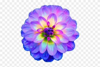 Dahlia It Almost Glows The Colors Are Gorgeous Blue - Pretty Flowers