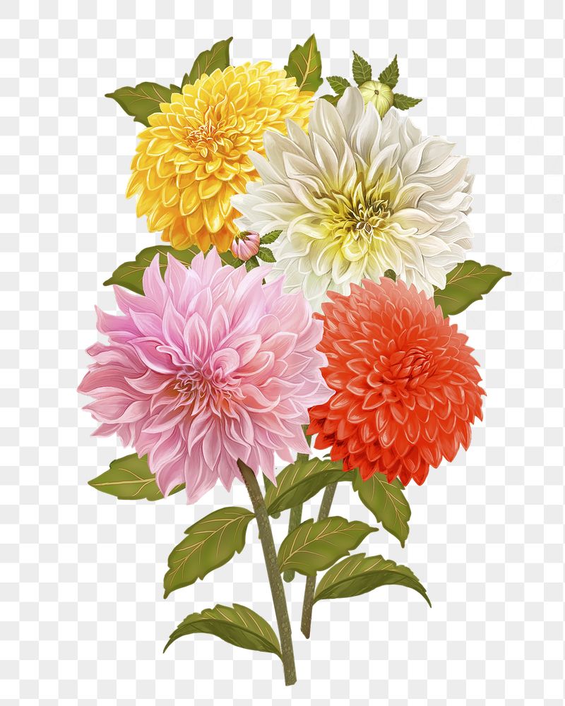 Dahlia png flower sticker illustration, | Free PNG - rawpixel