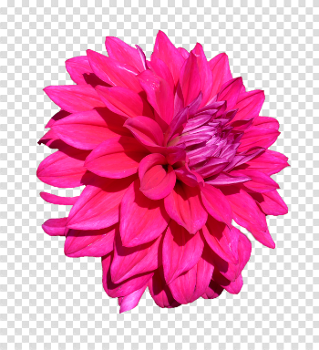 Dahlia PNG High-Quality Image