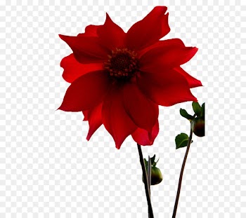 Dahlia Portable Network Graphics Cut flowers Garden Cosmos Download - dahlia ribbon 