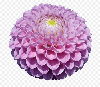 Dahlia Portable Network Graphics Stock photography Image Clip art -  