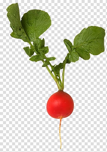 Daikon Plant Vegetable Bolting Pea, plant transparent background PNG clipart