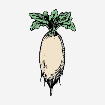 Daikon radish clipart, vintage vegetable | Free Photo - rawpixel