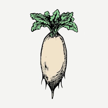 Daikon radish collage element, vintage | Free PSD - rawpixel
