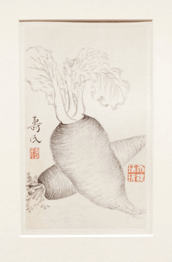 Daikon Radish, from an album | Free Photo - rawpixel