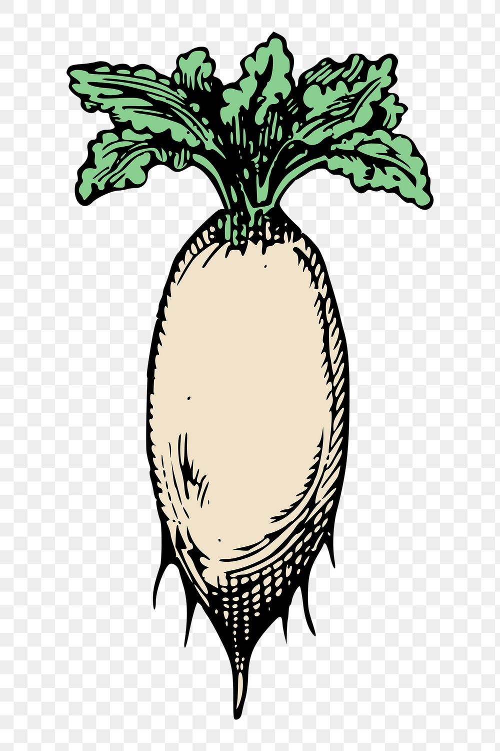Daikon radish png sticker, vintage | Free PNG - rawpixel