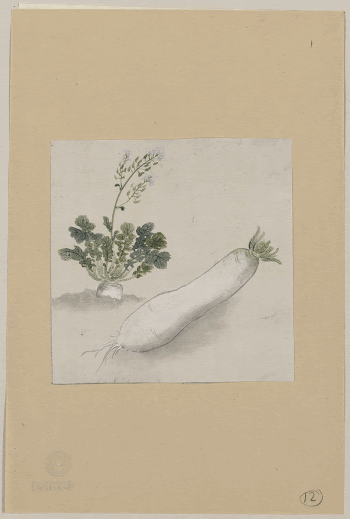 [Daikon radish with plant growing | Free Photo - rawpixel