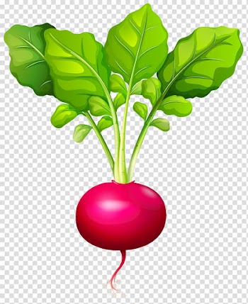 Daikon Root Vegetables, beet transparent background PNG clipart