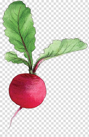 Daikon Vegetable Beetroot Food, beet transparent background PNG clipart