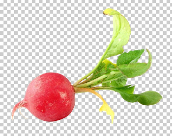 Daikon Vegetable Food Beetroot PNG, Clipart, Beetroot, Cabbage ...