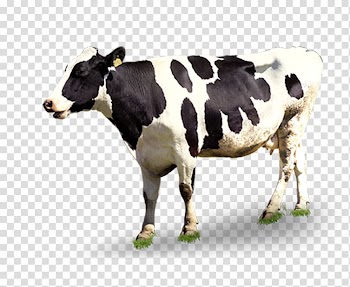 Dairy cattle Automatic milking, Creative black and white cows transparent background PNG clipart