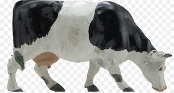 Dairy cattle Baka Calf Milk Livestock - milk 