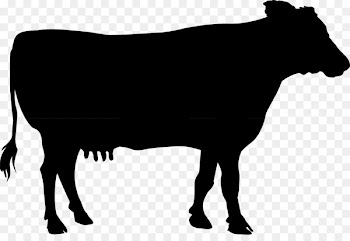 Dairy cattle Calf Bull -  