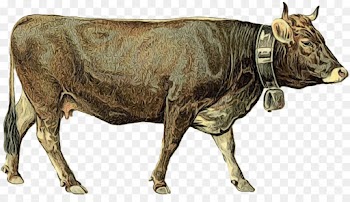 Dairy Cattle, Cattle, Ox, Bovine, Bull PNG