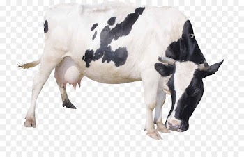 Dairy cattle Milk Livestock - Bow cows 