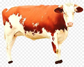 dairy cow bovine cow-goat family livestock bull