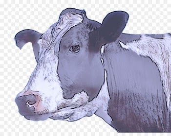 dairy cow bovine head snout livestock