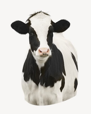 Dairy cow collage element psd | Free PSD - rawpixel