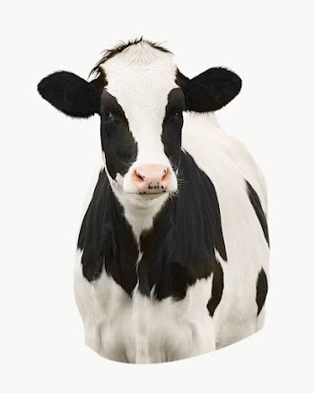 Dairy cow isolated on off white | Free Photo - rawpixel